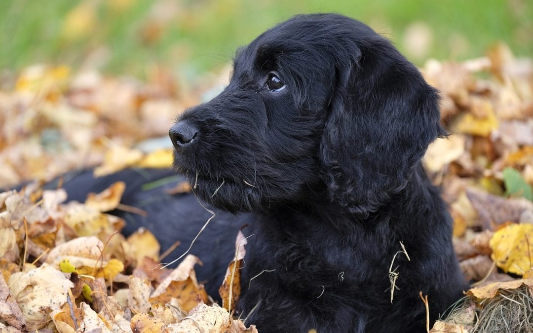 Reducing Your Pet’s Tick Exposure This Fall