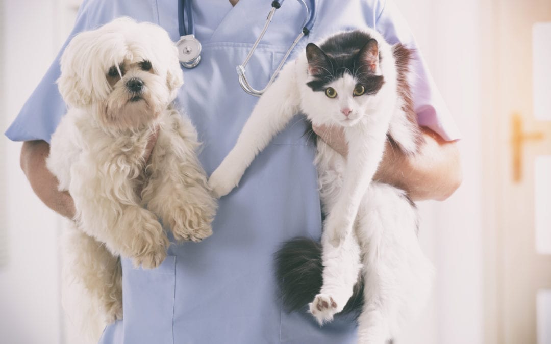 Vet with Pets