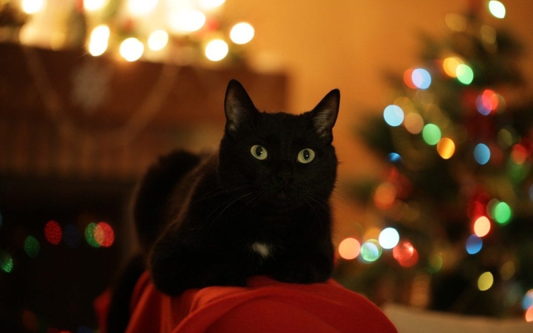 Guidelines to Help Your Pet Enjoy a Safe Holiday