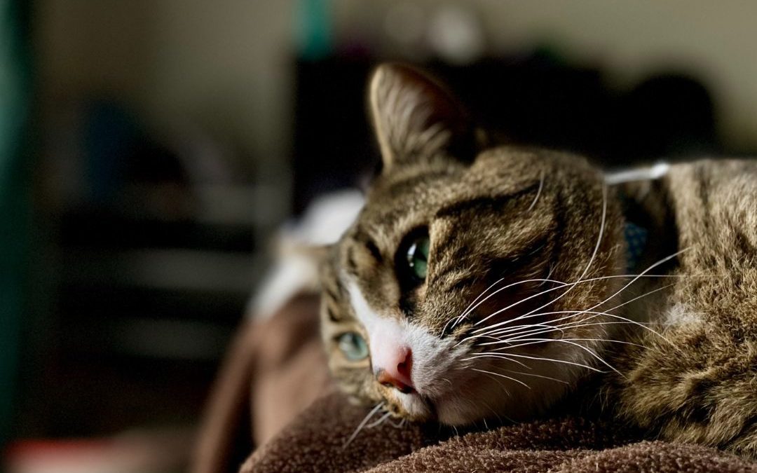 8 Ways Tell If Your Cat Is In Pain