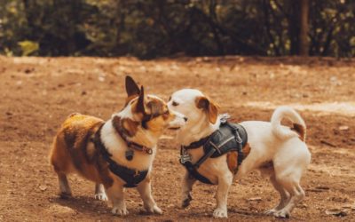 The Importance Of Socializing Your Dog