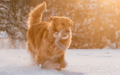 Tips for Walking Your Dog in Cold Weather
