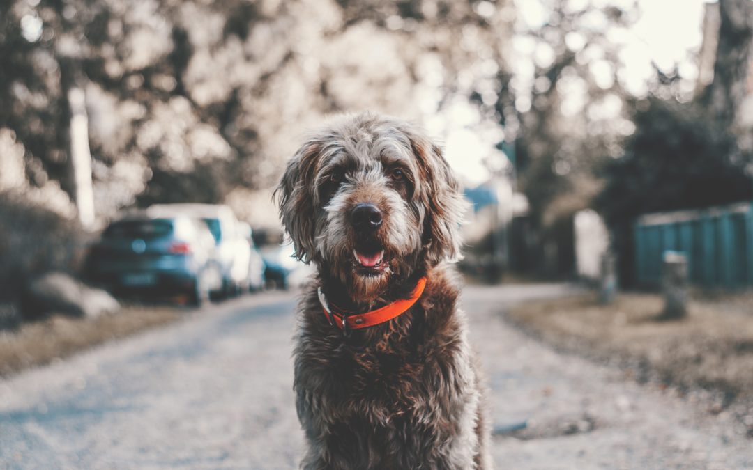 Find Your Lost Pet With These 4 Tips