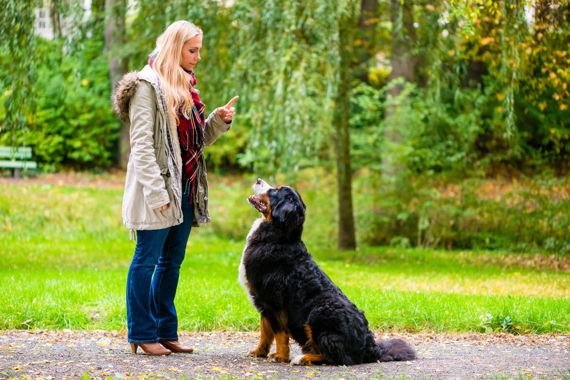 Common Dog Behavior Issues | Latah Creek Animal Hospital