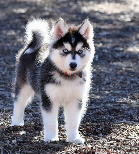 Latah Creek Animal Hospital - puppy behavior services