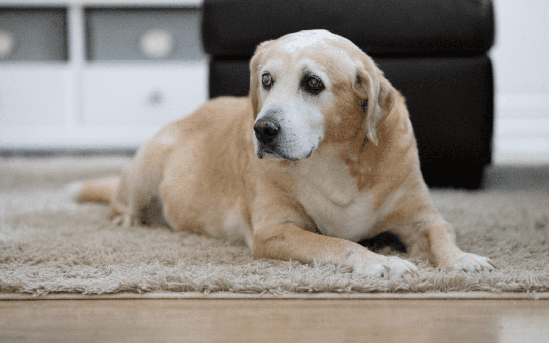 Importance of Preventive Screenings for Your Senior Pet