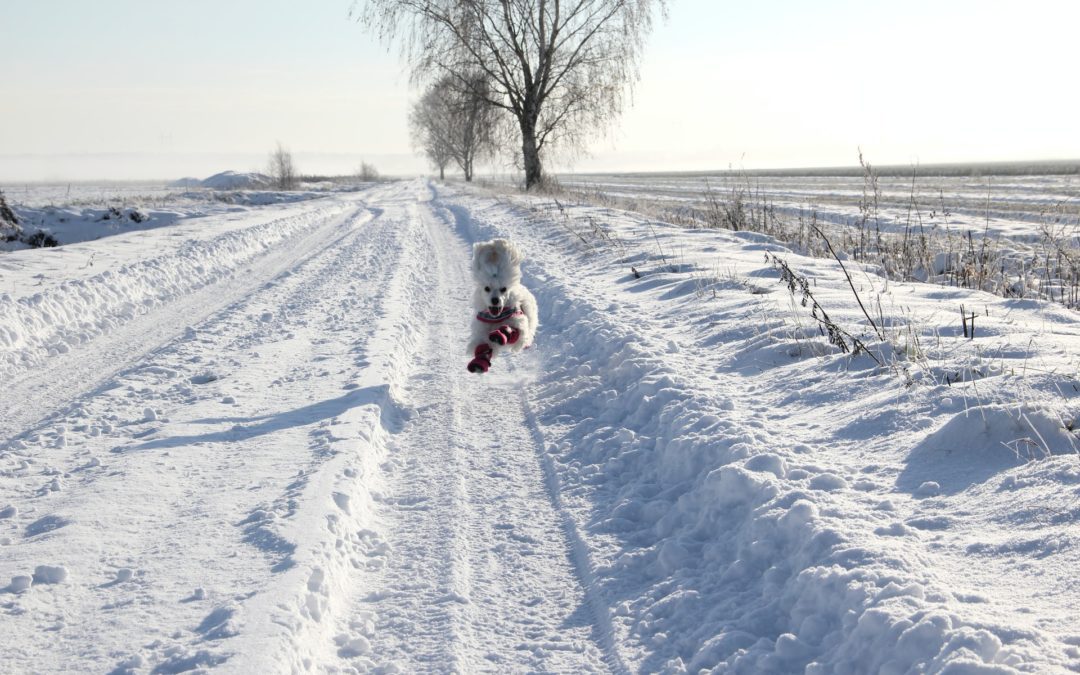 Dog in booties running in the snow