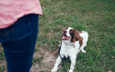 Trainer vs. Behaviorist