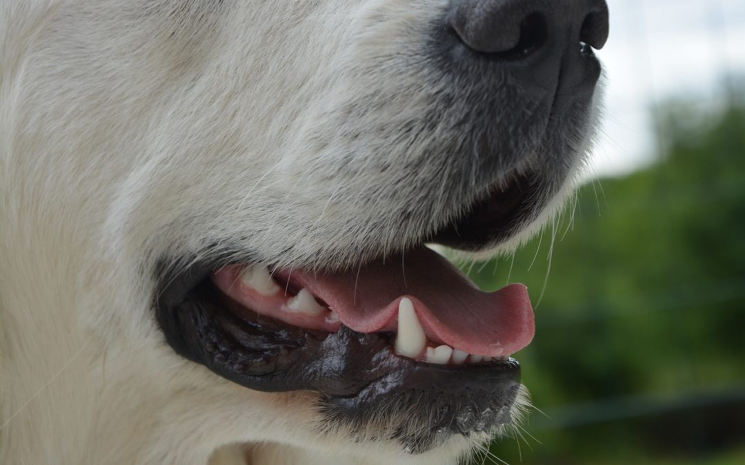 Why are dental cleanings important for my pet?