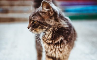 3 Ways To Heal After the Loss of a Pet