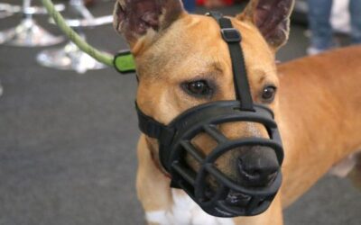 Muzzle Training