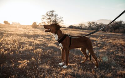 Tips and Tricks to Avoid Dog Bites