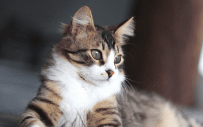 Feline Vaccines