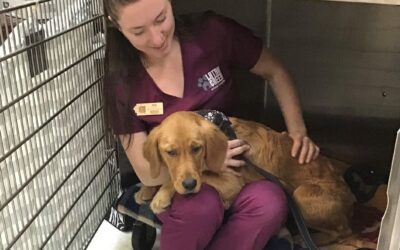 Smooth Surgery Experience for Your Pet: What to Expect