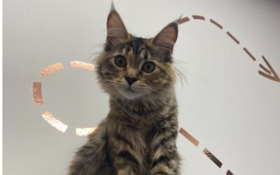 Why You Should Choose a Vet Before Your Pet Needs One