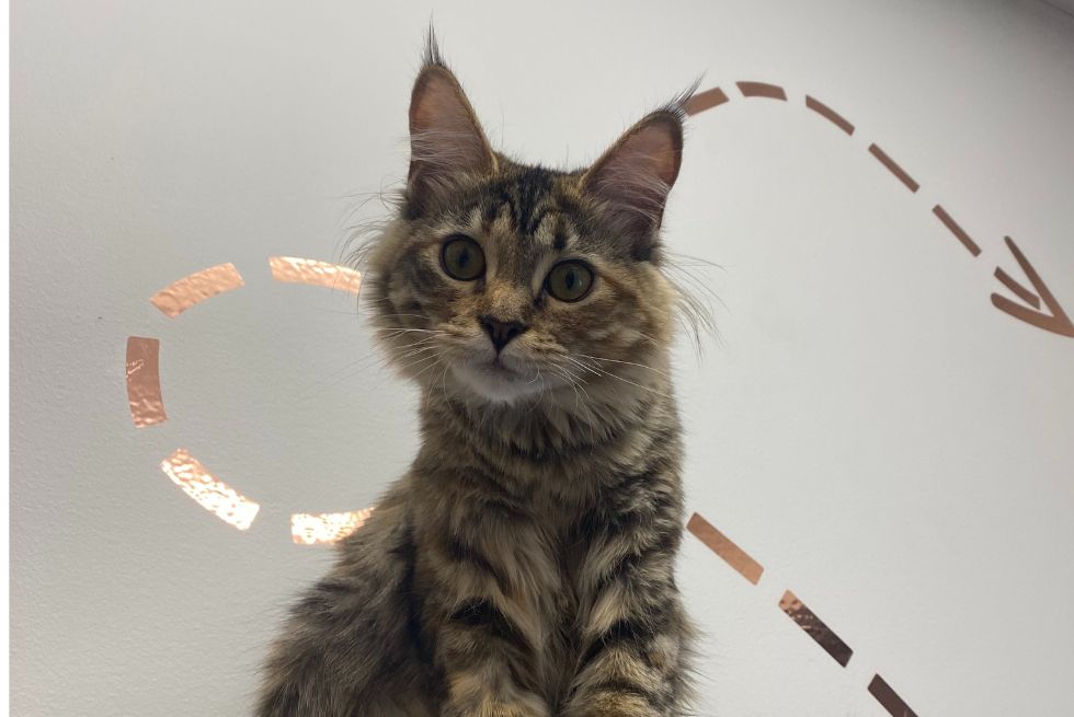 Why You Should Choose a Vet Before Your Pet Needs One