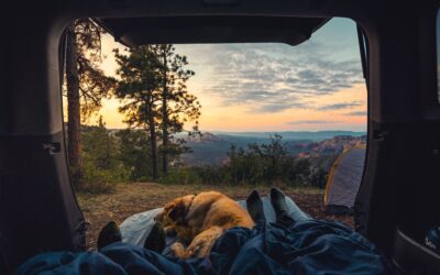 Stay Safe and Have a Blast: Camping Safety Guidelines for Pet Owners