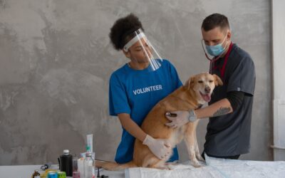 How Is Veterinary Medicine Different Than Human Medicine?