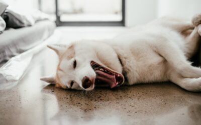 Advocating for your dog