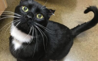 Arthritis Treatment Options for Cats