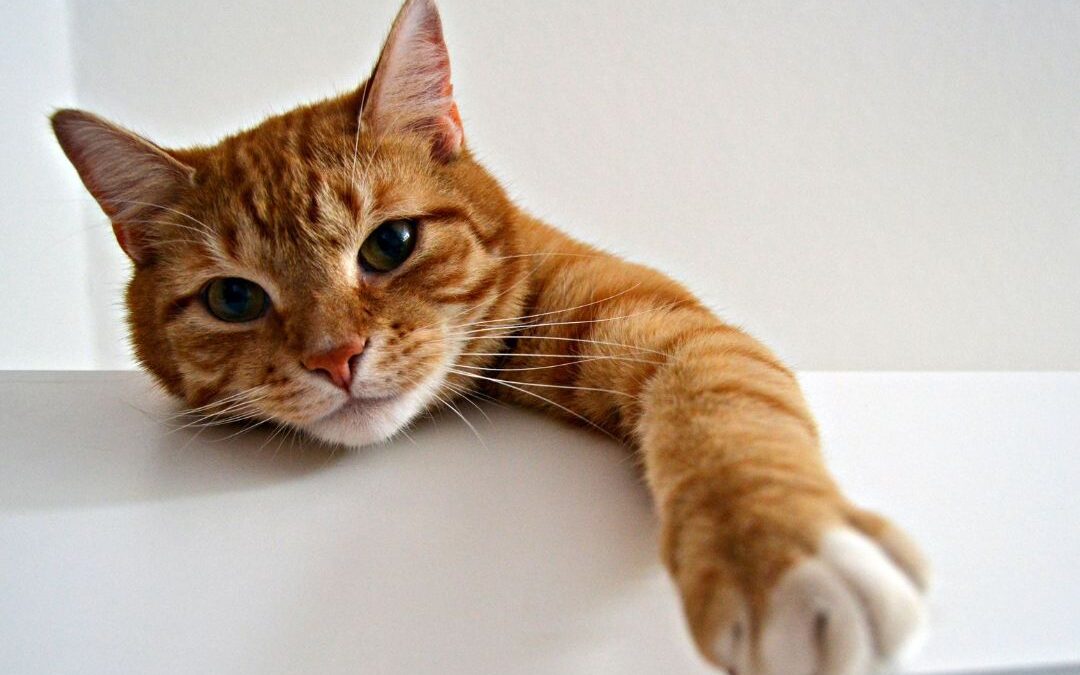 Common Feline Behavior Issues