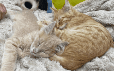 Feline Herpesvirus