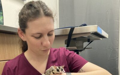 You Can Have a Career as a Veterinary Assistant!