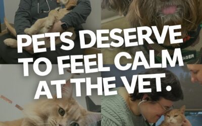 A Calm Pet is a Safer and Happier Pet