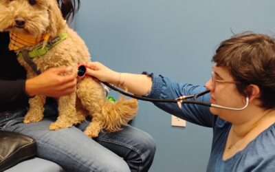 Best Vet Clinics in Spokane, WA